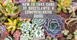 how to take care of succulents a comprehensive guide