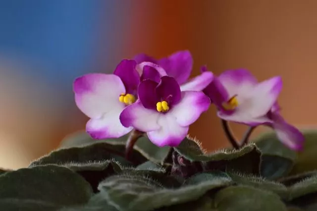 african violet indoor plants  Indoor Plants Species with Flowers How Often Water Indoor Plants 