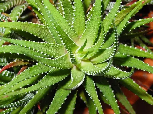 aloe vera indoor plants  indoor plants species for your Home plants for indoors