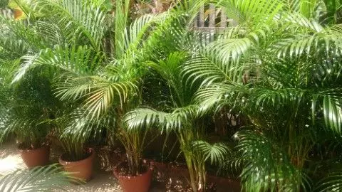 areca palm indoor plants species How Often Water Indoor Plants 