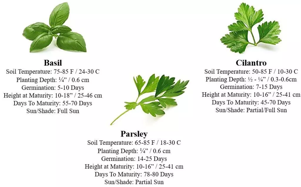how to grow herbs basil parsley and cilantro
