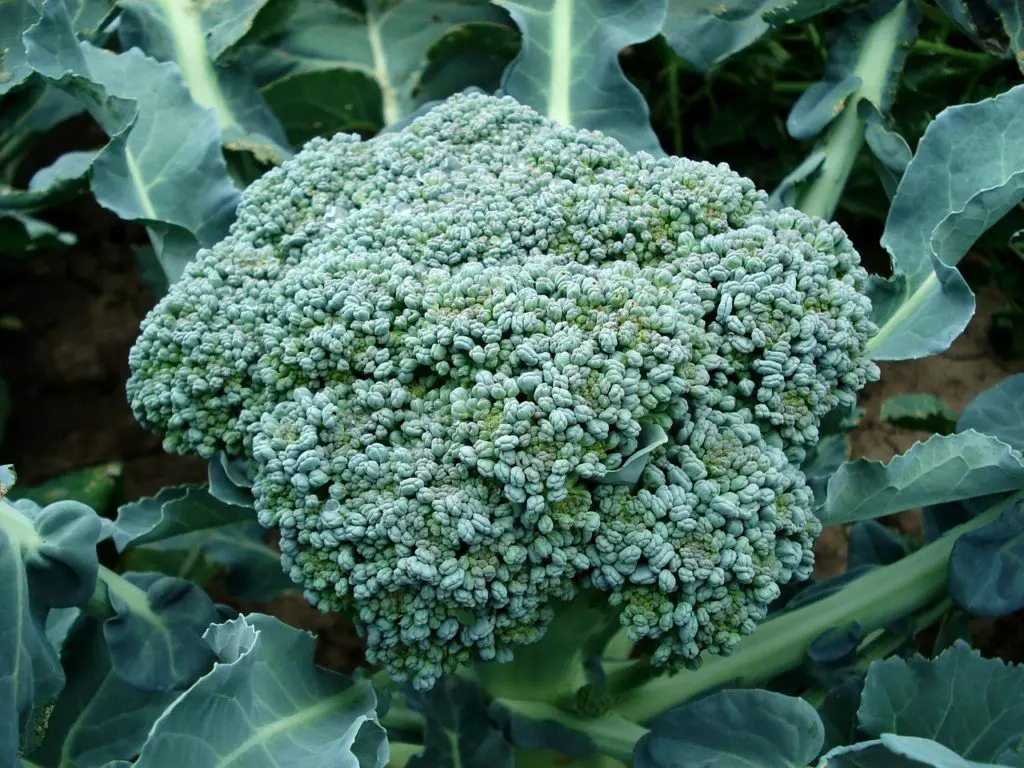 vegetables that grow in shade broccoli harvest