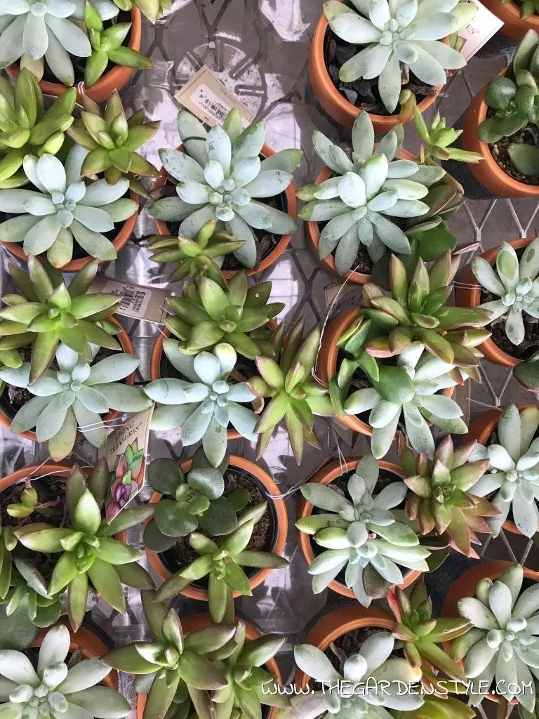how to care for succulent plants