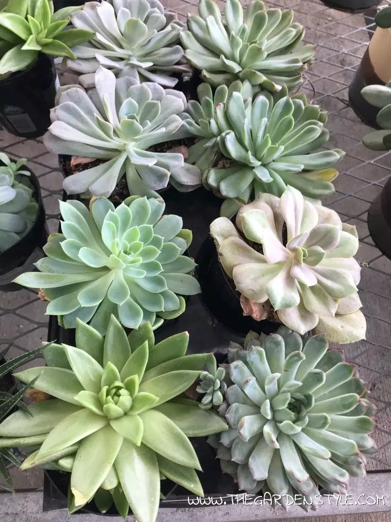 propagating succulents from leaves and by cuttings