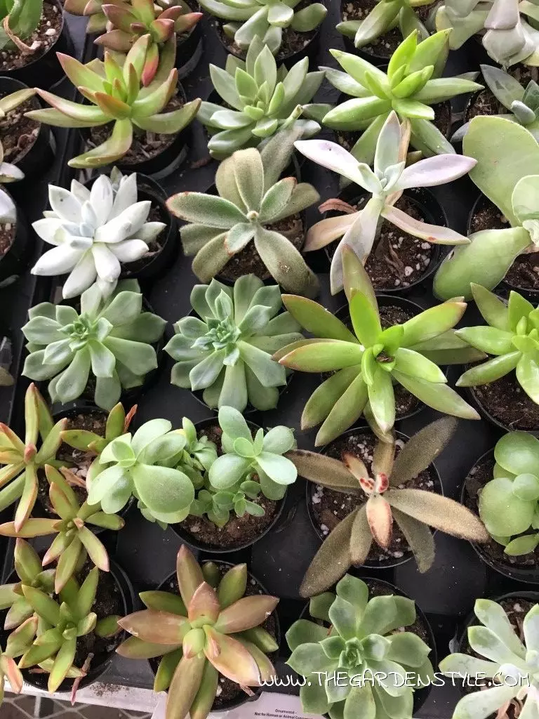 how to take care of succulents