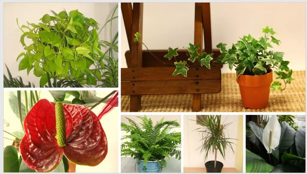 kitchen plants