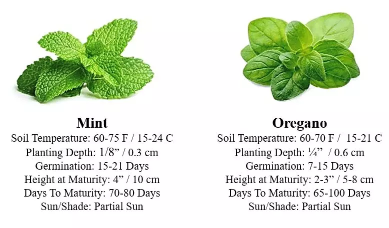 how to grow herbs mint and oregano kitchen herbs