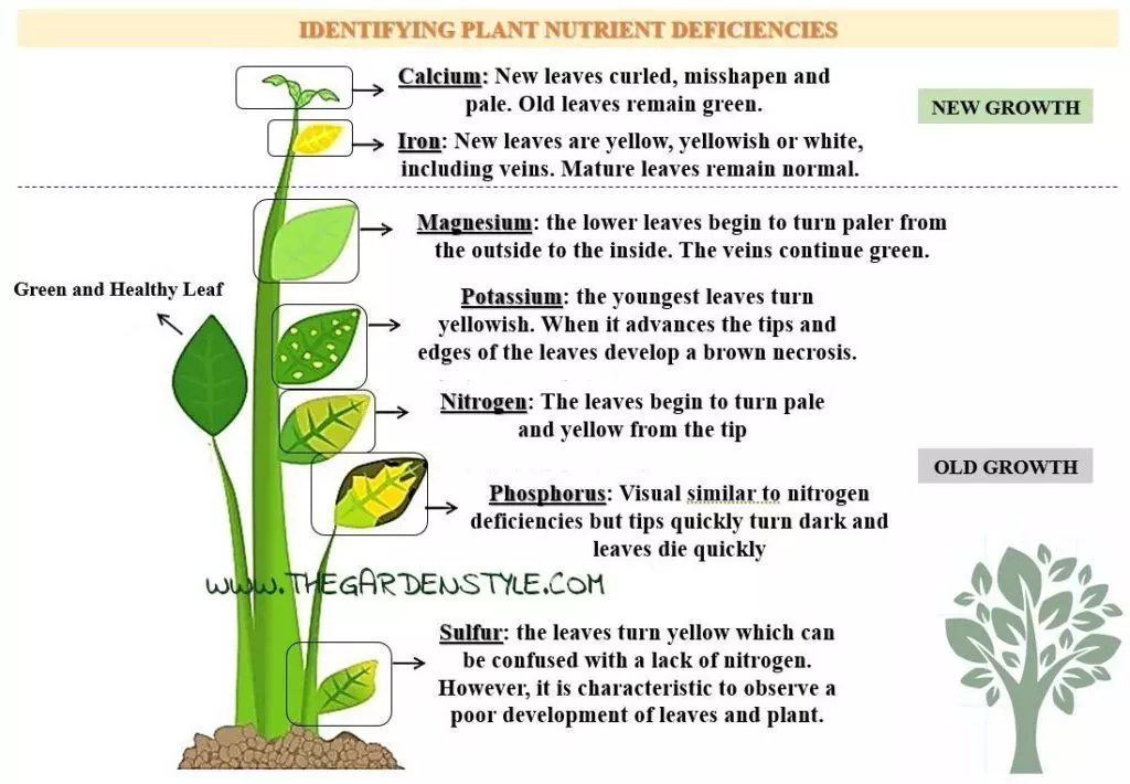 identify Nutrient deficiency in plants visual guide 