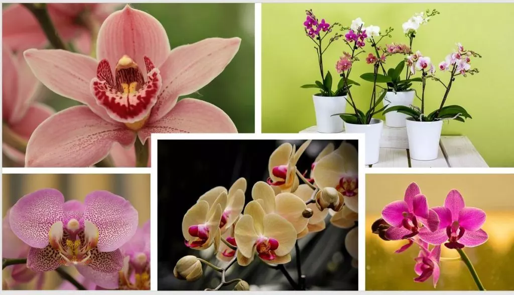 phalaenopsis orchid feng shui