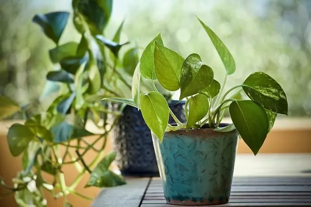 pothos indoor plants species How Often Water Indoor Plants 