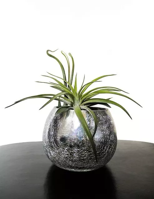 how to care air plants air plant indoor potted