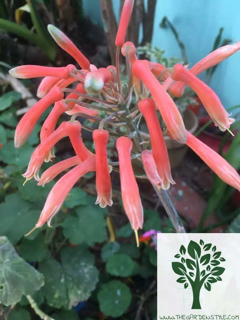 aloe maculata flower