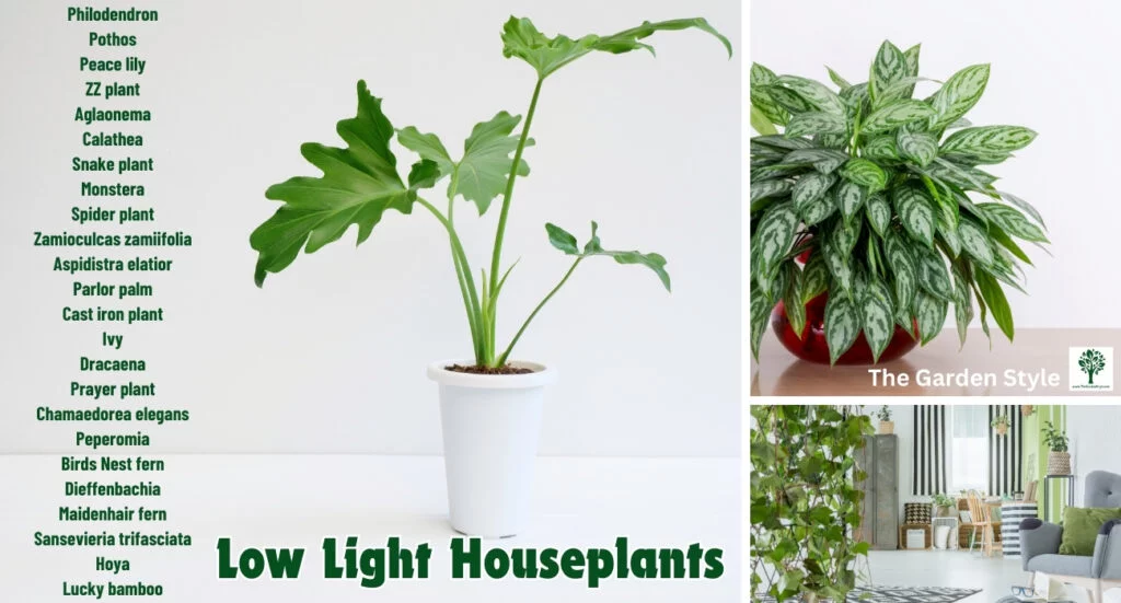 best low light houseplants
