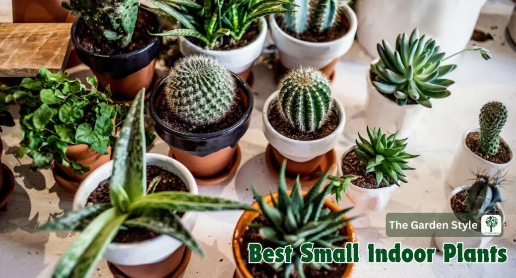 best small indoor plants
