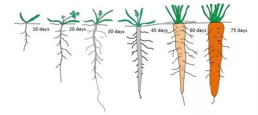 carrots growing