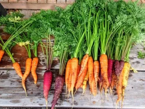 How to Plant and Harvest Carrots– Plant Seed Carrots: June and July