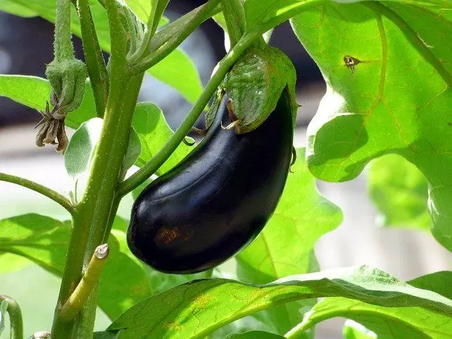 how to grow eggplants