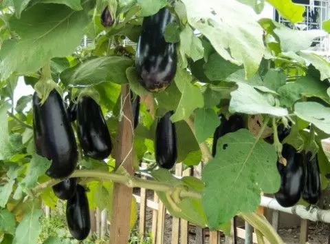eggplants in the crop