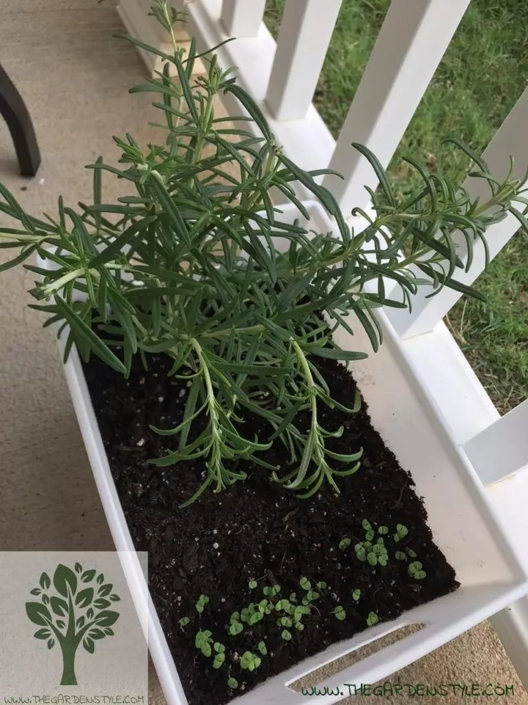 potted herb with fertilizers