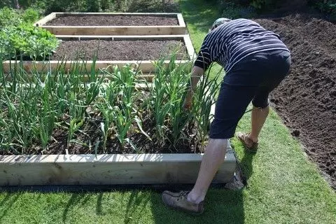 garlic harvest in a crop