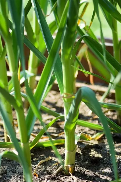 garlic plant in the crop