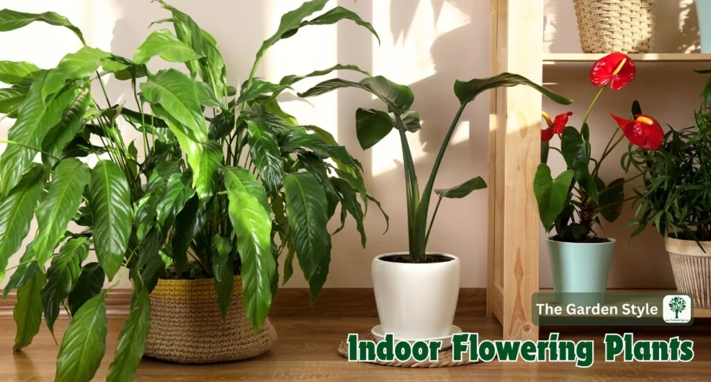 indoor flowering plants