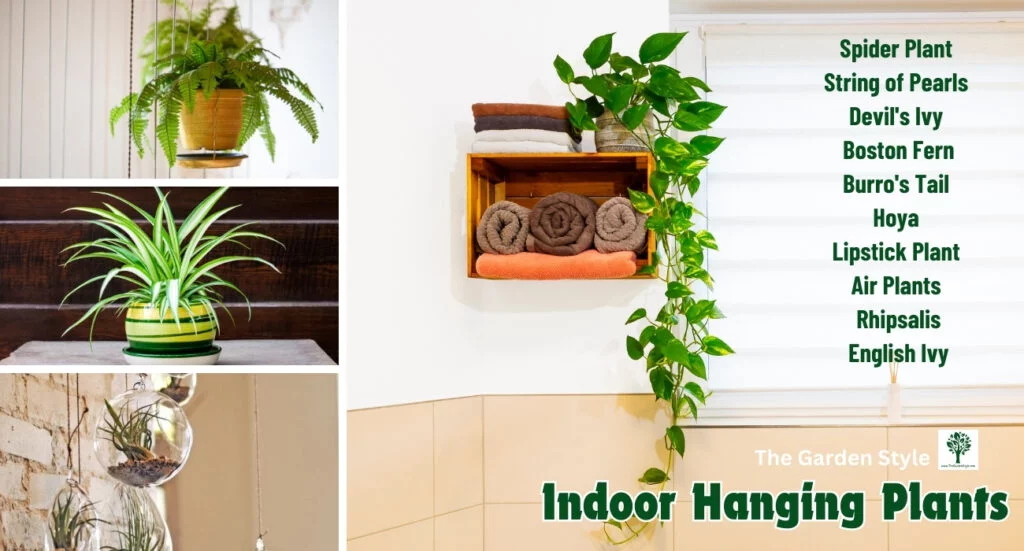 indoor hanging plants list