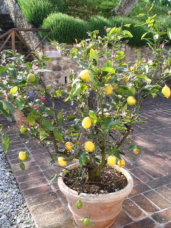 potted meyer lemon tree 