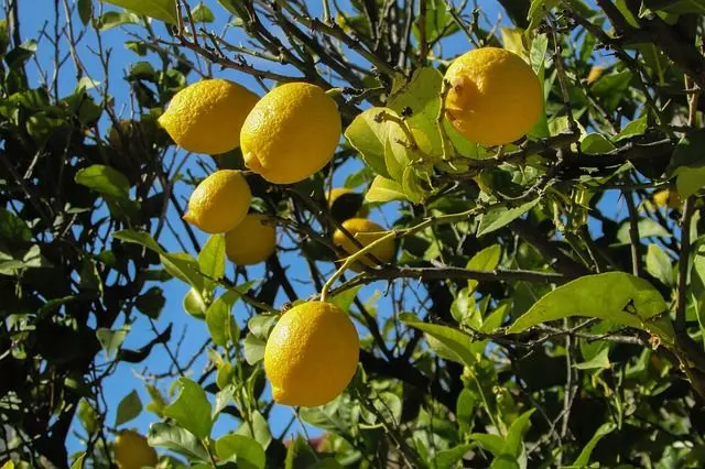 lemon tree with fruit