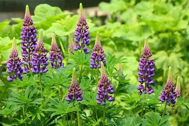 lupine flower When to Plant Lupine Seeds? how to plant Lupine seeds