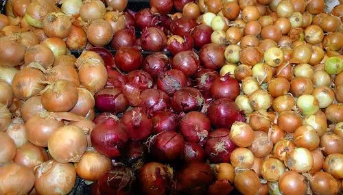 Onions varieties 