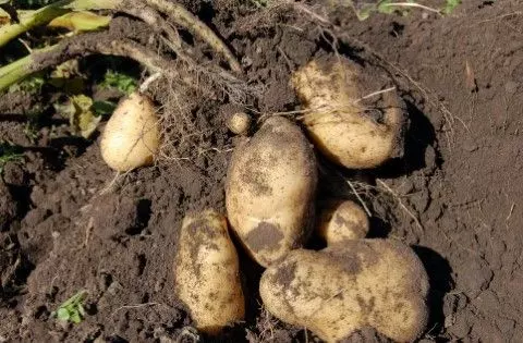 potatoes root