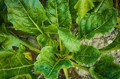 spinach growing vegetables
