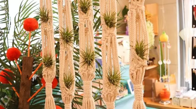 how to care air plants tillandsia indoor