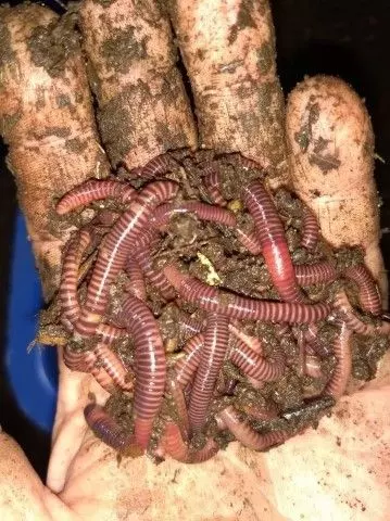 red worms