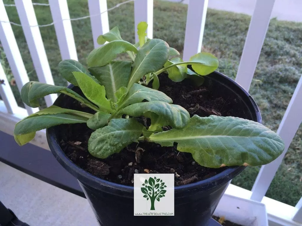 growing potted buttercrunch how to grow Buttercrunch lettuce from seeds how to grow Buttercrunch lettuce from scrap when to plant buttercrunch lettuce, how to harvest buttercrunch lettuce