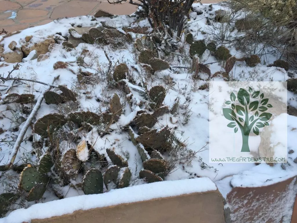 cactus snow arizona