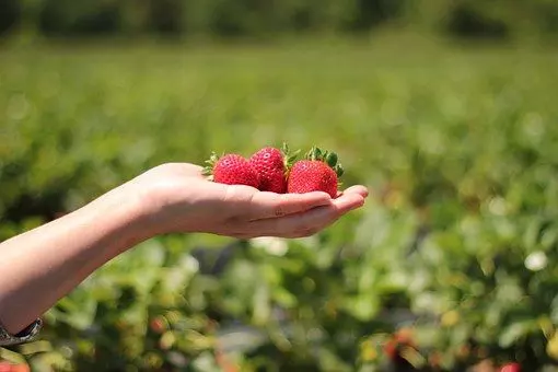 care stawberries crop