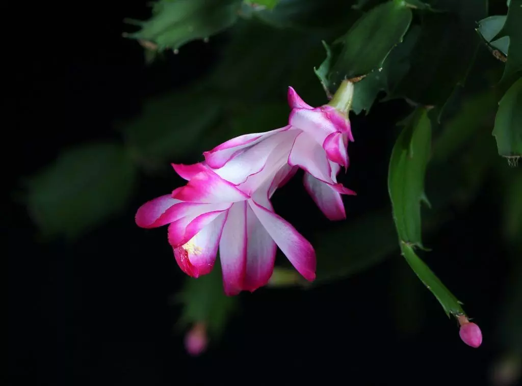 christmas cactus care outside and inside