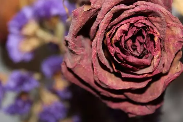 dried flowers roses