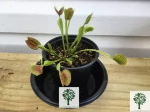 flytrap plant