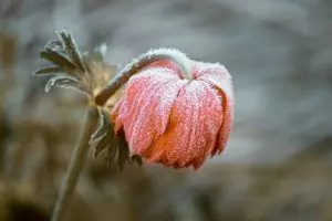frost rose