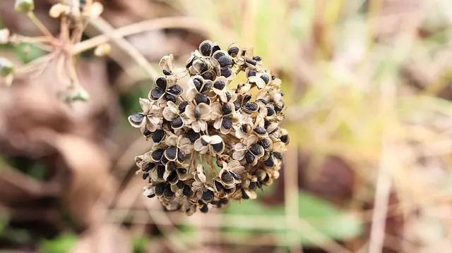 chives seeds