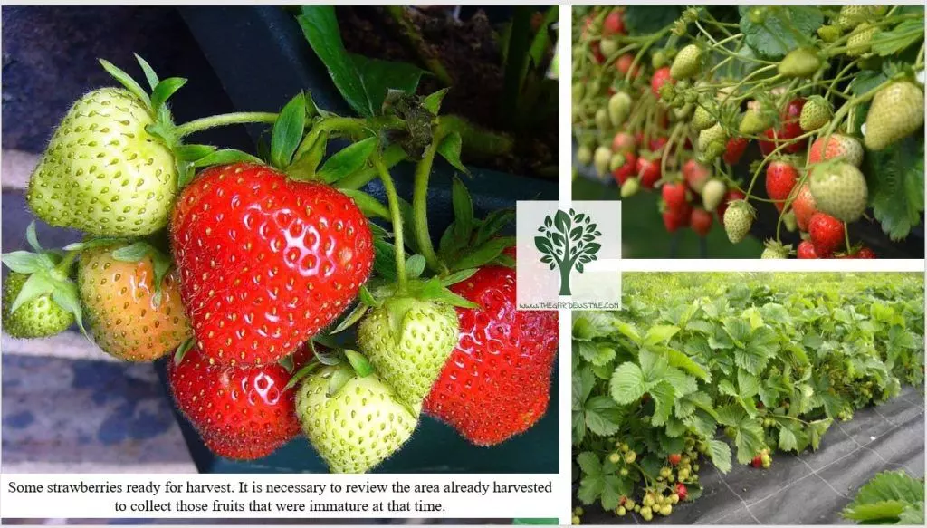 harvest strawberries