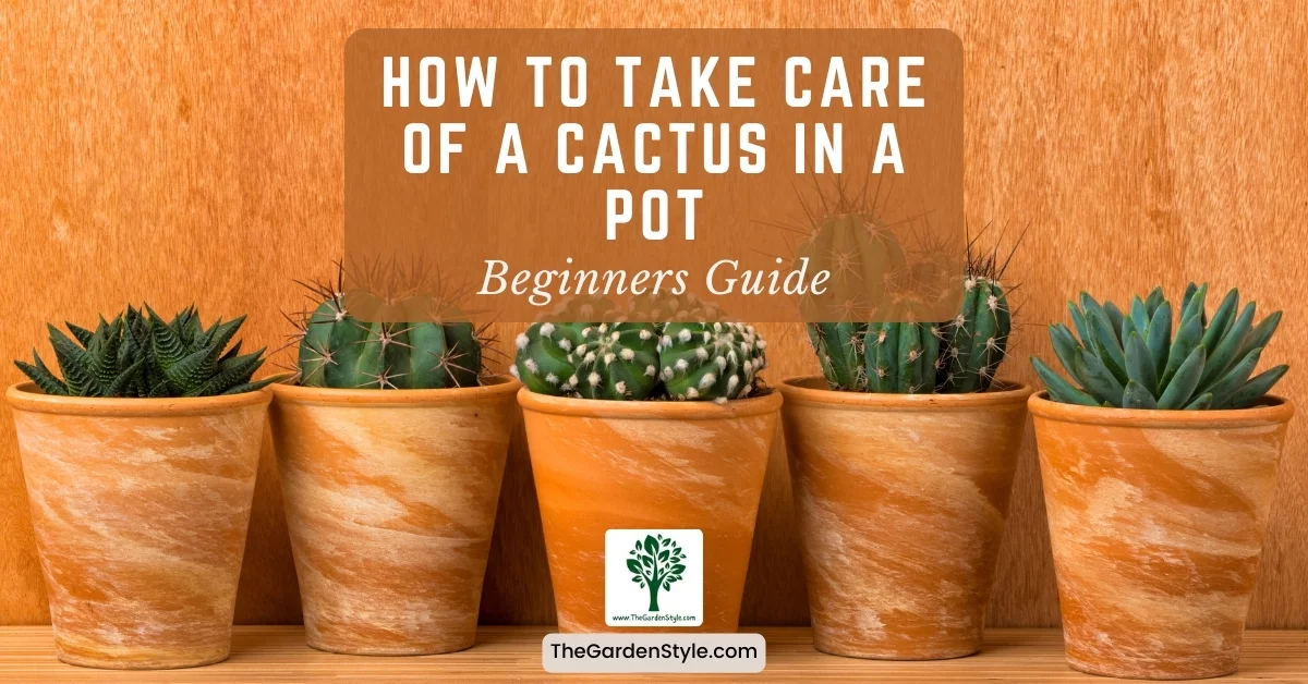 how to take care of a cactus in a pot