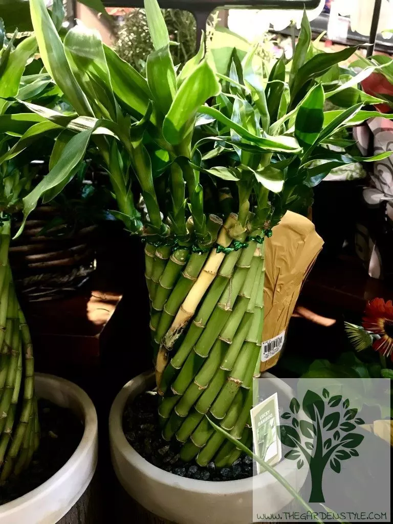 lucky bamboo indoor care