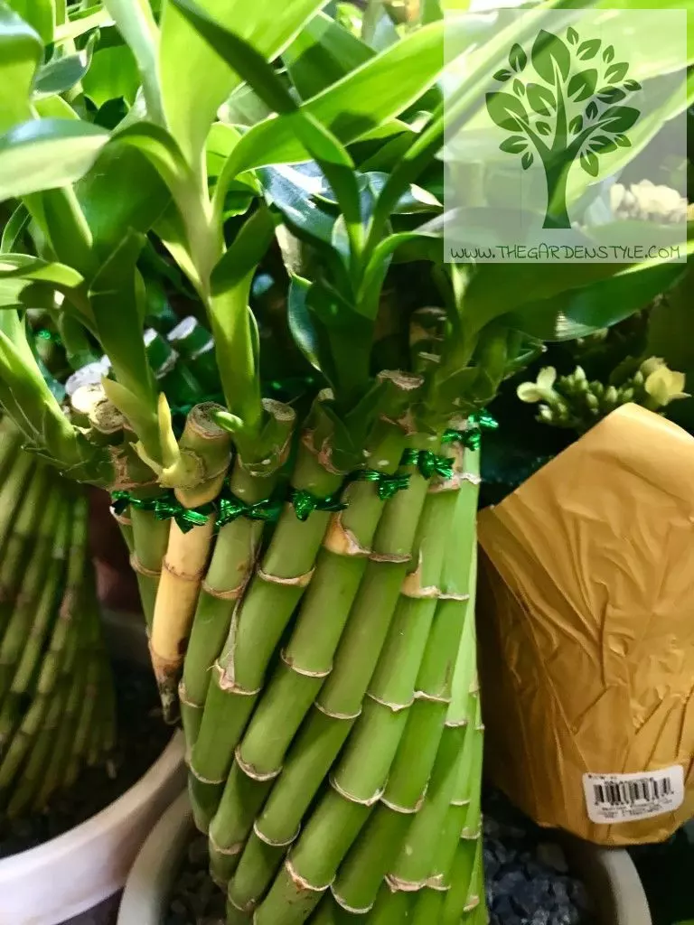 lucky bamboo dracaena braunii care