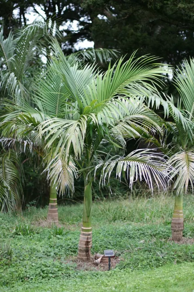 palm trees archontophoenix maxima