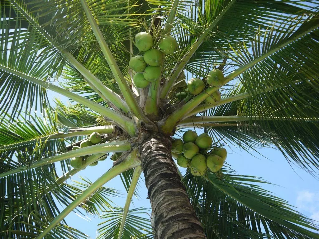 palm trees cocos nucifera