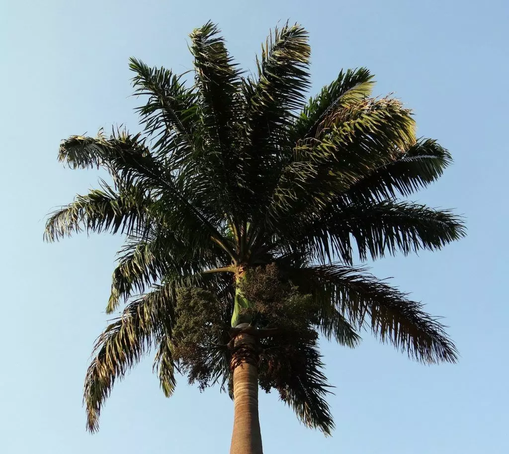 palm trees cuban royal roystonea regia